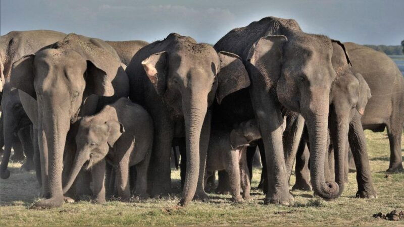 minneriya-national-park-halfday-jeep-safari-with-wild-tours
