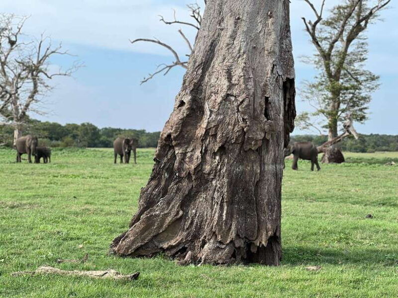 minneriya-national-park-private-jeep-safari-sri-lanka
