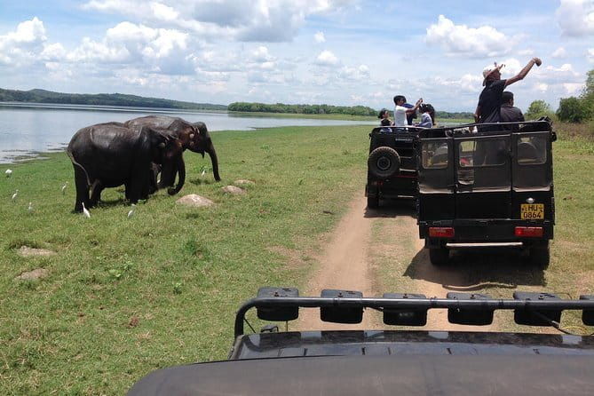 Minneriya National Park Private Safari Tour - Why This Safari Works