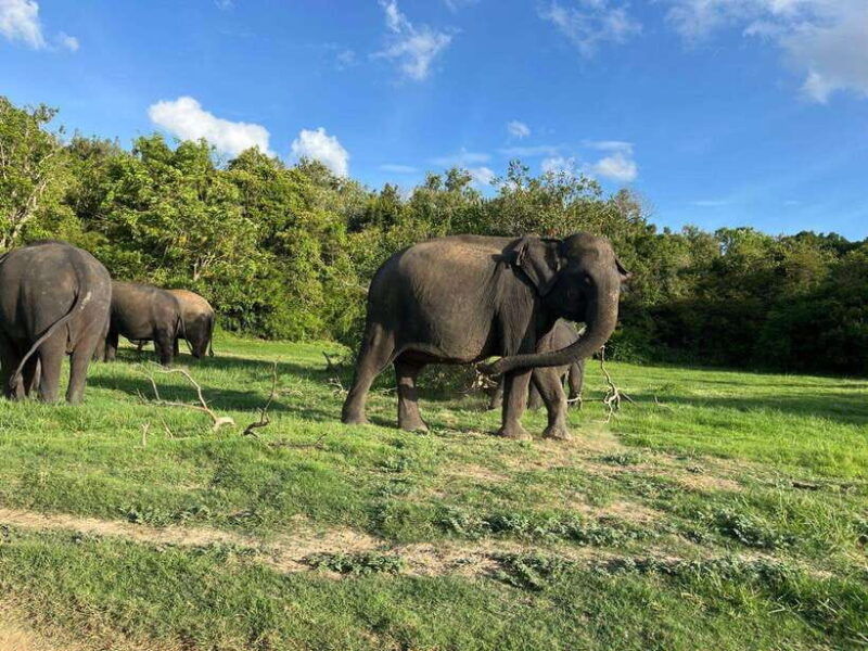 minneriya-national-park-private-safari
