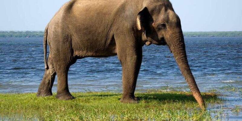 minneriya-national-park-safari-by-a-4x4