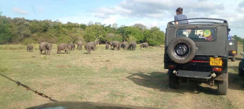 minneriya-national-park-safari