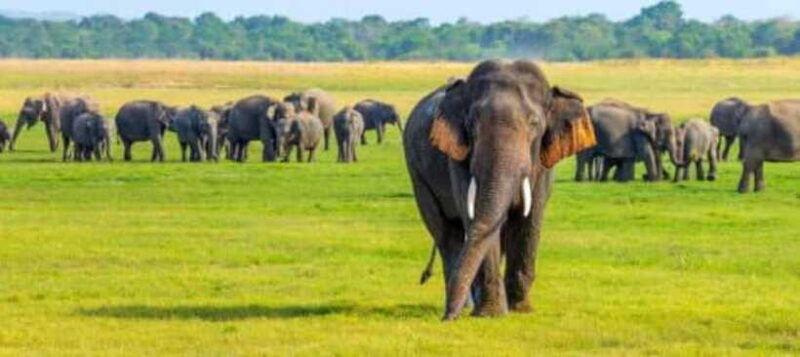 minneriya-national-park-wild-elephant-safari