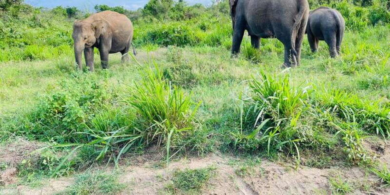 minneriya-park-jeep-safari-with-tickets-include-pickup-drop