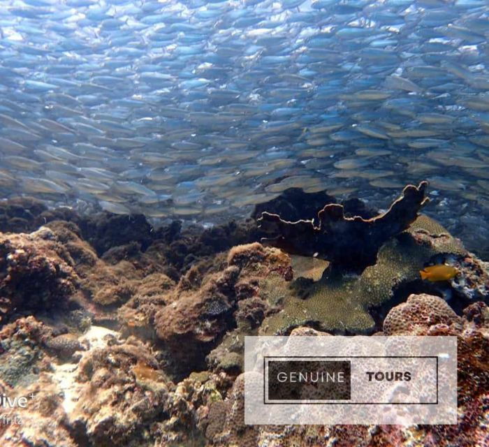 moalboal-scuba-diving-w-sardine-and-turtlesno-other-guest