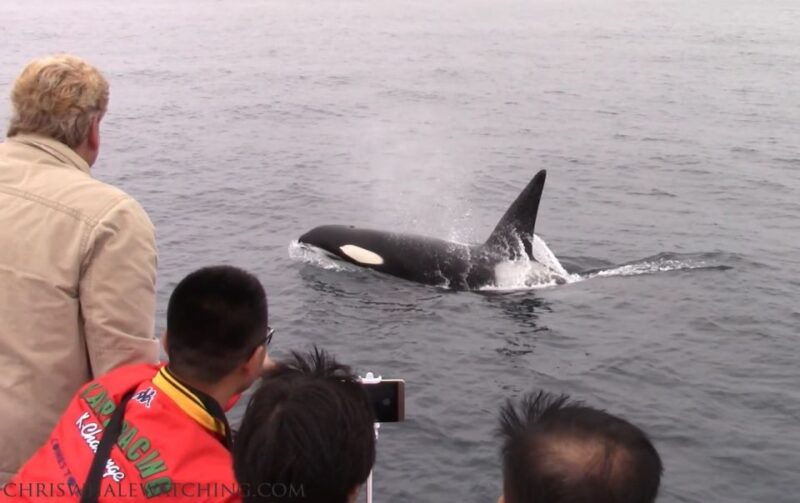 monterey-monterey-bay-dolphin-and-whale-watching-boat-tour