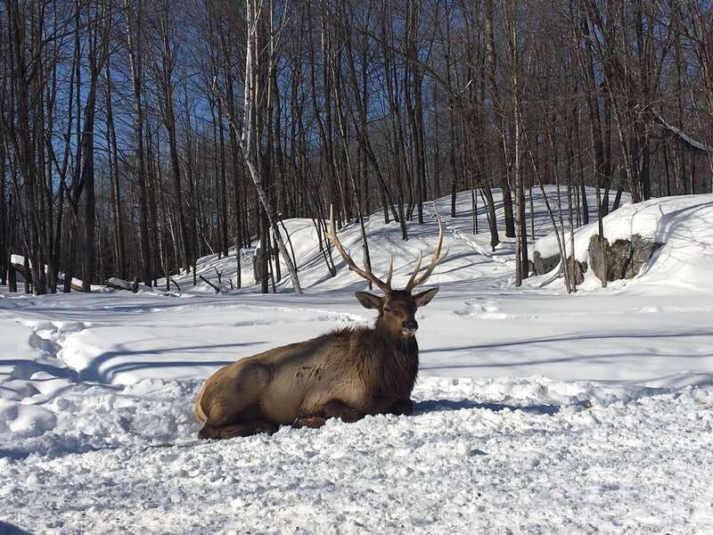 montreal-private-day-tour-to-parc-omega-montebello-lodge