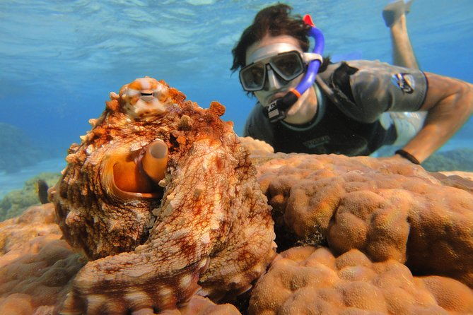Moorea Private Boat Tour / Sea Scooter Snorkeling Tour - Who Is This Tour Best Suited For?