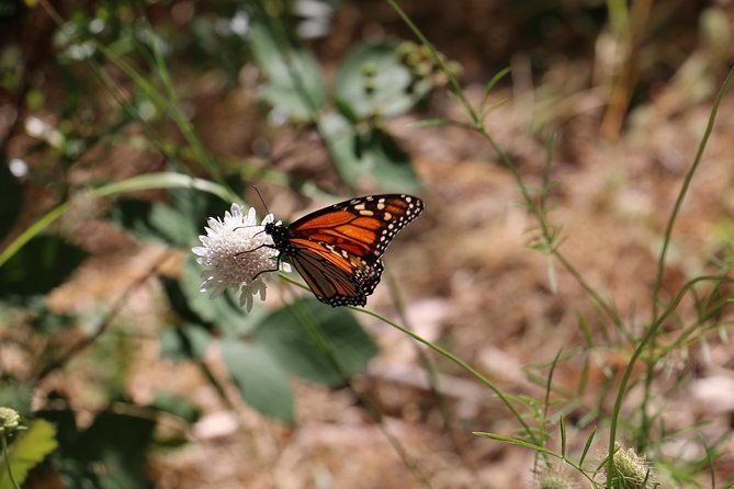 Morialta Wilderness and Wildlife Hike - FAQ