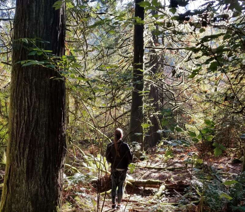 mystical-rainforest-tour-forest-magick