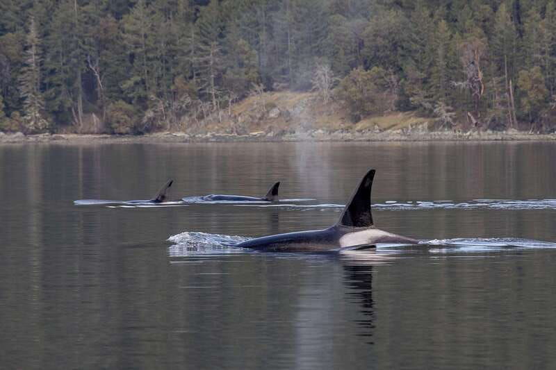 nanaimo-whale-watching-open-boat-tour