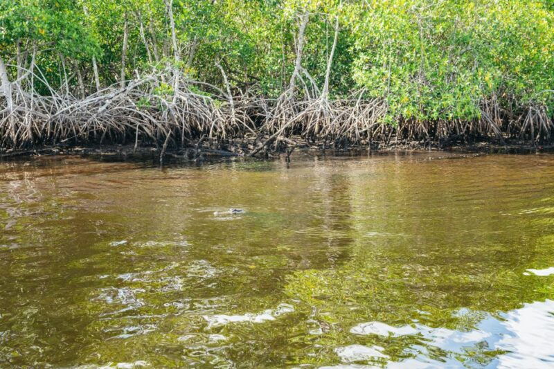 naples-fl-manatee-sightseeing-and-wildlife-boat-tour