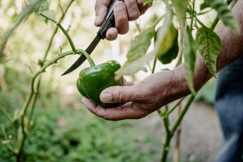 naxos-cooking-experience-near-kouros-tour-and-live-music