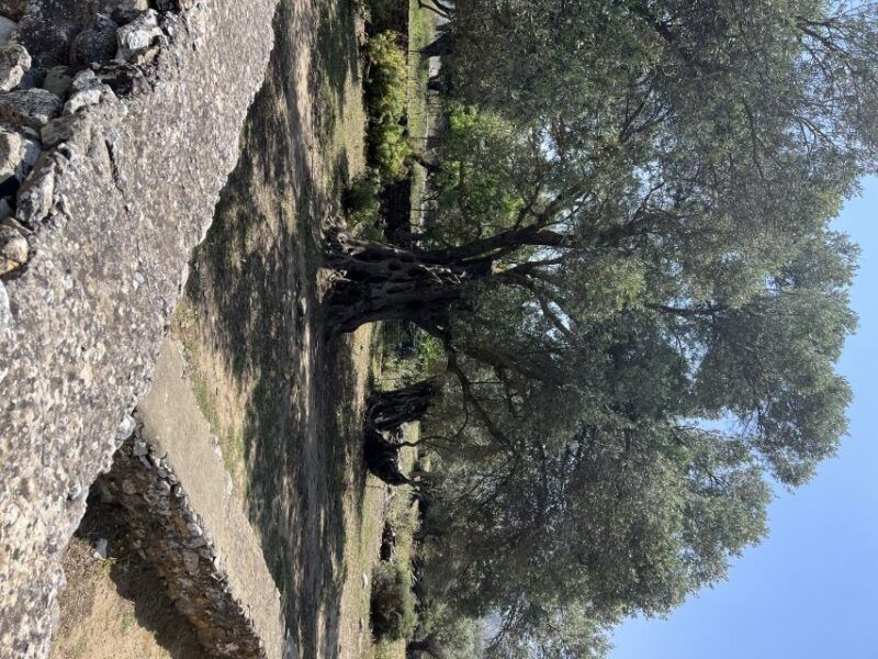 naxos-private-tour-4-hours