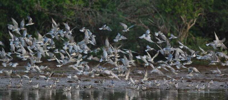negombodutch-canal-lagoon-muthurajawela-private-boat-tour