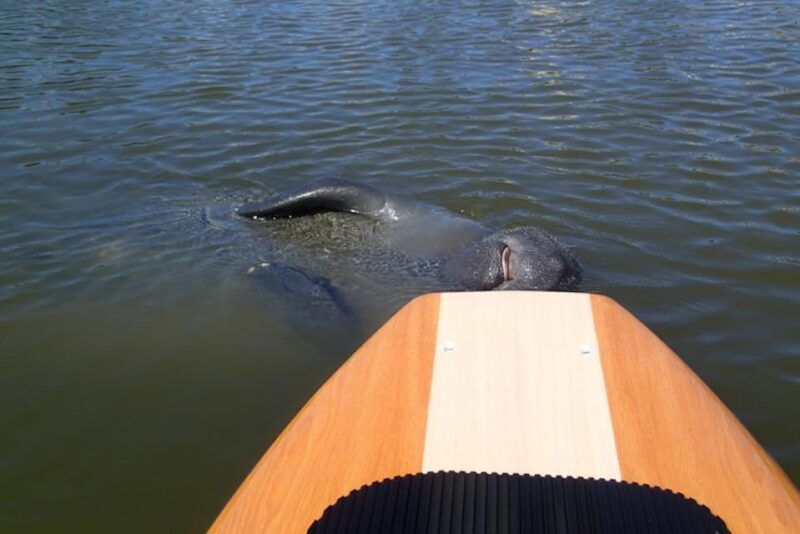 new-smyrna-half-day-guided-sup-or-kayak-waterways-tour