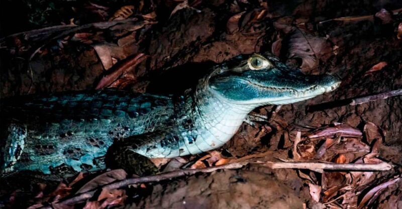night-excursion-search-for-alligators-tambopata-river