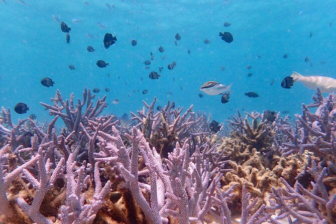 Ningaloo Reef Snorkel Adventure - FAQ