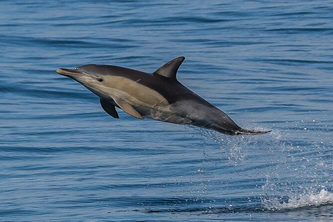 Noosa National Park & Dolphin adventure - The Authenticity and What Reviewers Say