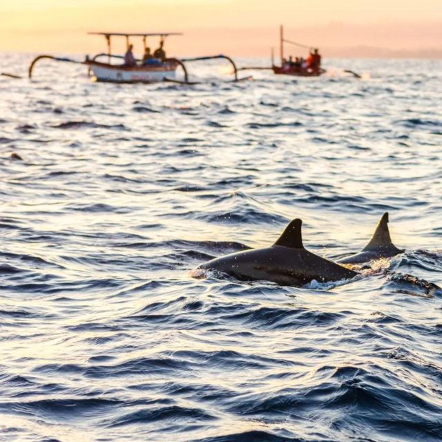 north-bali-lovina-watching-dolphins-and-sunrises-tour
