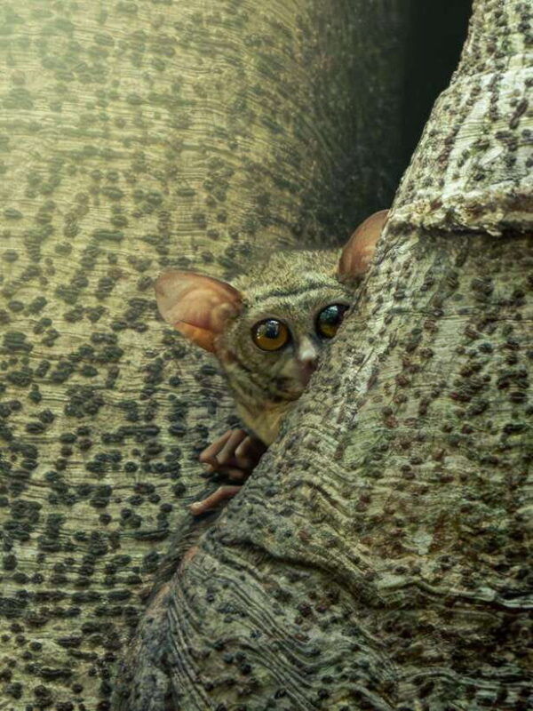 north-sulawesi-bitung-tangkoko-wildlife-adventure