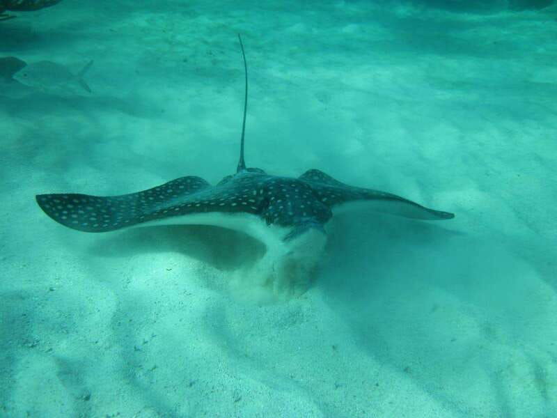 not-to-be-missed-tour-snorkeling-turtles-and-photos