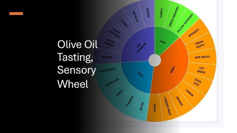 olive-oil-tasting-with-wine-meal-history-kamenjak-np