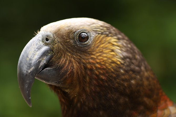 One Day Birding Adventure - Who Should Consider This Tour?