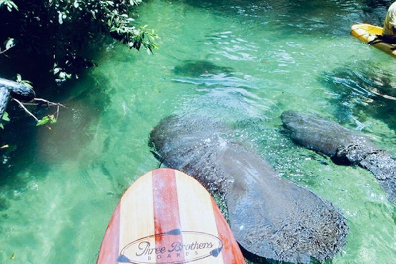 orange-city-blue-spring-state-park-sup-kayaking-tour