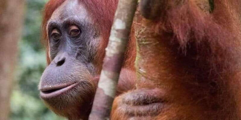 orangutan-tour-jungle-trekking-in-sumatra