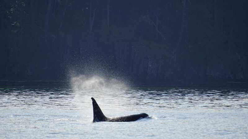 orcas-island-whale-and-orca-guided-speedboat-tour-2