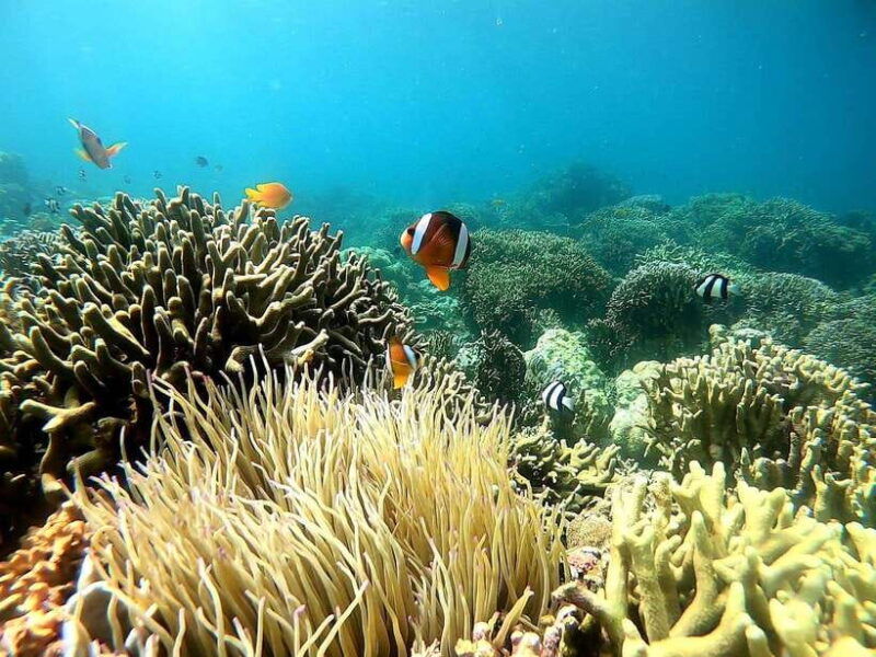 oslob-whale-shark-tour-with-sumilon-moalboal-snorkeling
