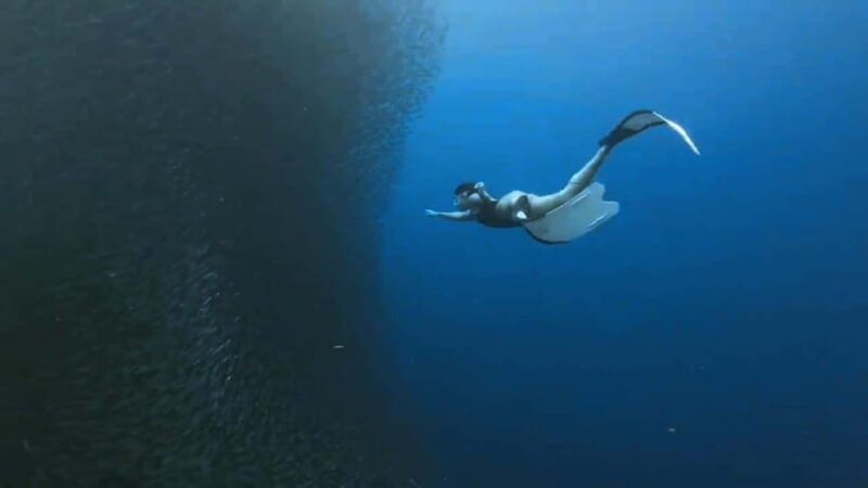 oslob-whale-sharks-inambakan-falls-moalboal-sardines
