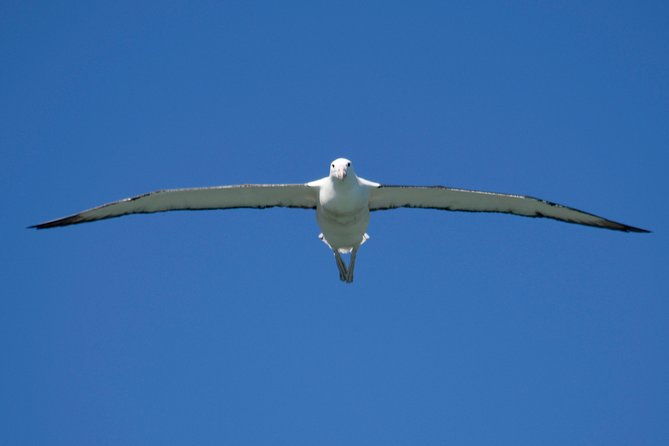 Otago Peninsula Scenery and Dunedin City Highlights Tour - Who Would Love This Tour?