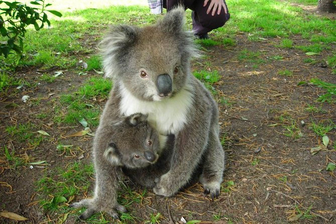 Overnight Great Ocean Road Tour from Melbourne - FAQs