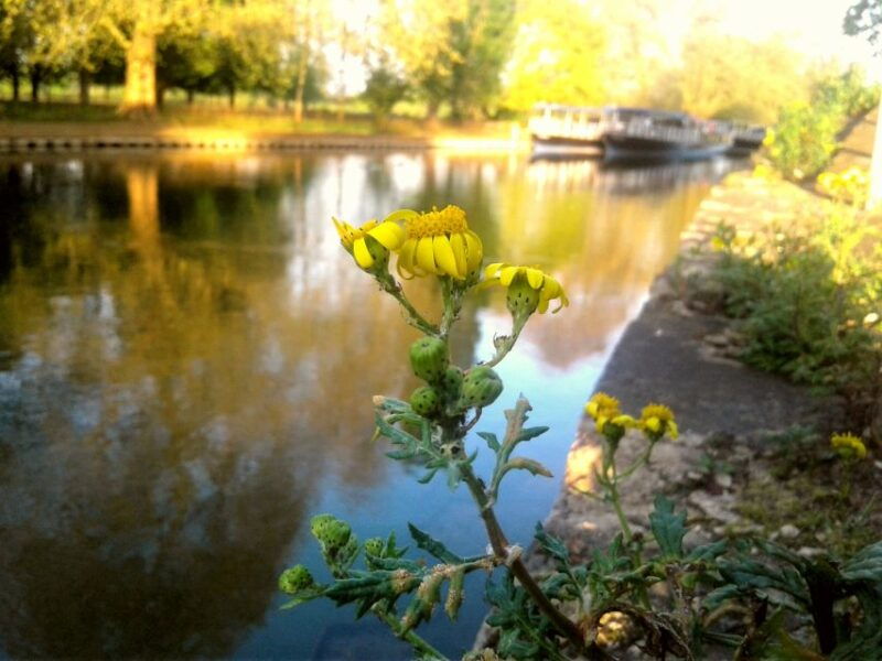 oxford-river-cruise-and-walking-tour-to-iffley-village