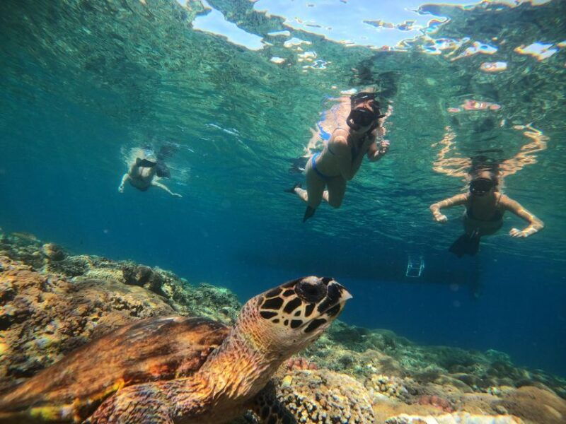 ozzy-snorkeling-3-islands-visit-baby-turtles