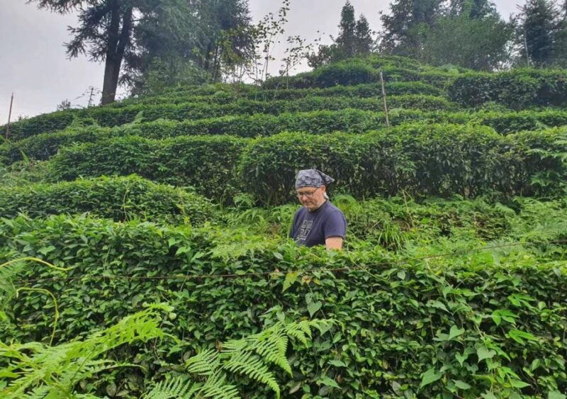 panda-and-green-tea-making-tour