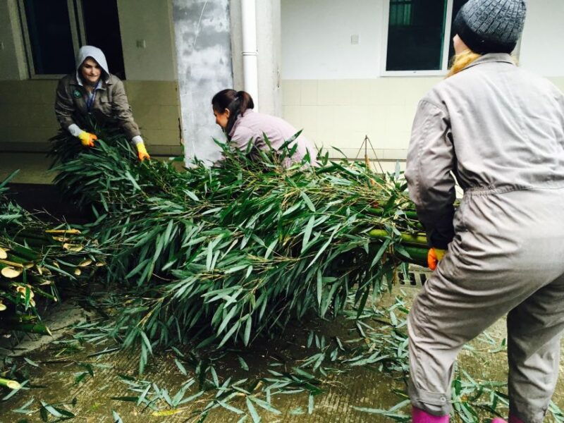 panda-volunteer-project-day-tripwolong-du-jiang-yan
