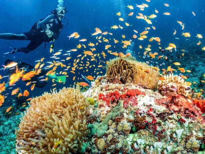 panglao-discover-scuba-diving-for-beginners