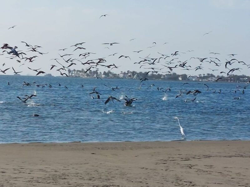 paracas-paracas-national-reserve-half-day-tour