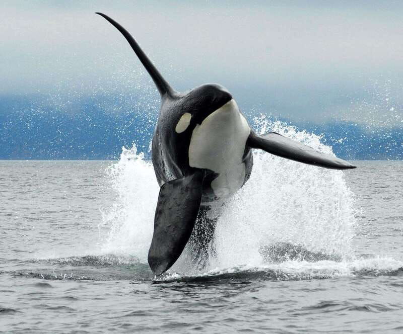 parksville-half-day-whale-and-wildlife-adventure