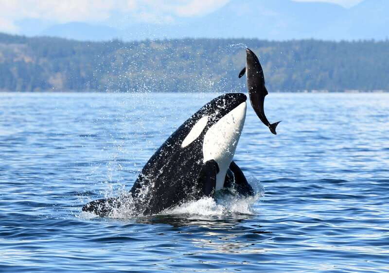 parksville-sunset-whale-and-wildlife-adventure