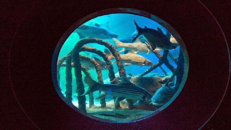 pattaya-underwater-world-pattaya-aquarium-admission-ticket