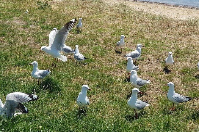Phillip Island Penguin and wildlife Tour - The Sum Up