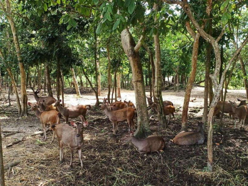 phnom-penh-buddha-kiri-and-phnom-tamao-zoo-private-day-trip