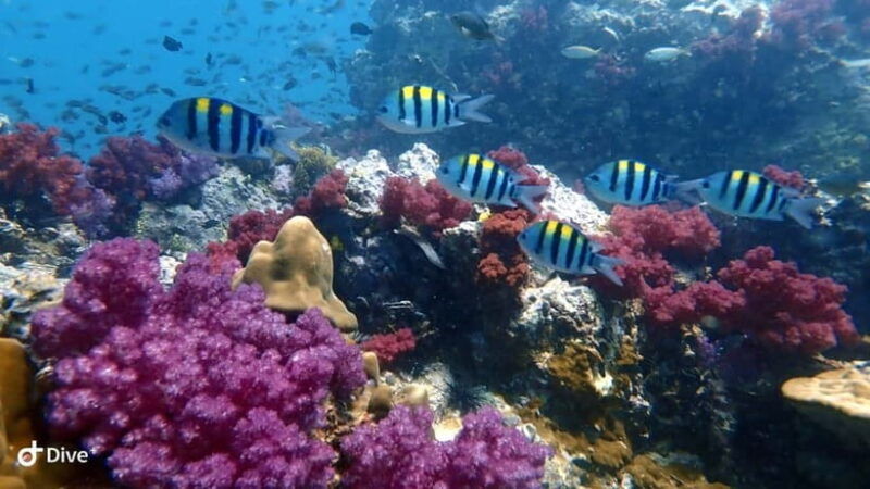 phuket-discover-scuba-diving-to-racha-yai-island