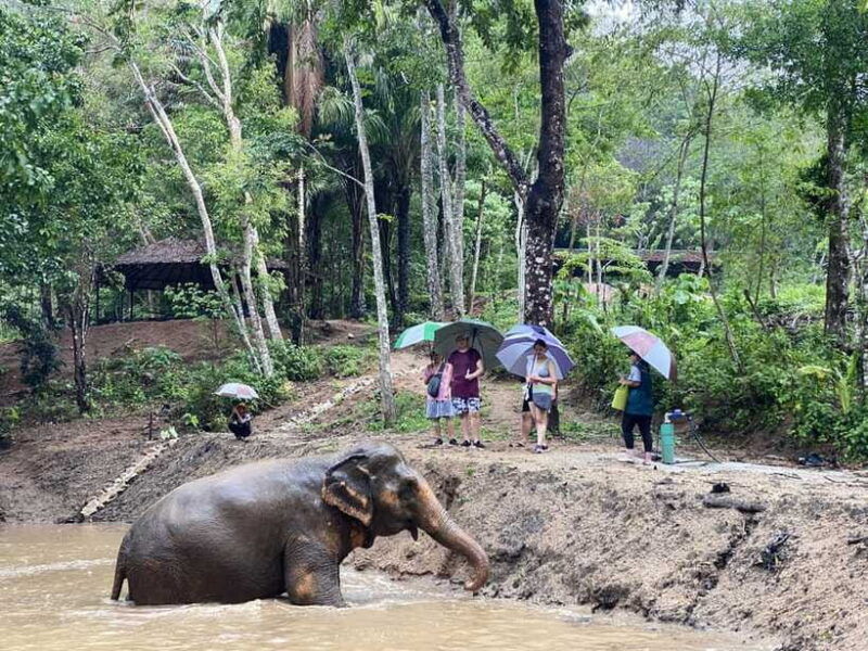 phuket-elephant-nature-reserve-entry-ticket-and-guided-tour