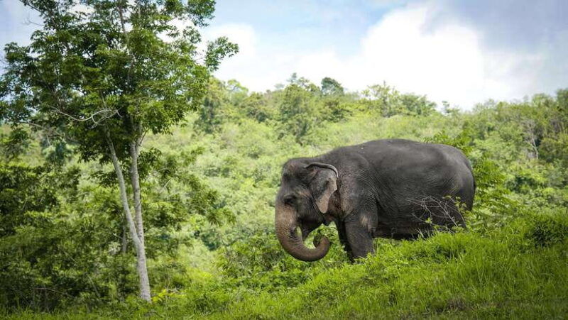phuket-elephant-sanctuary-half-day-with-vegetarian-meal
