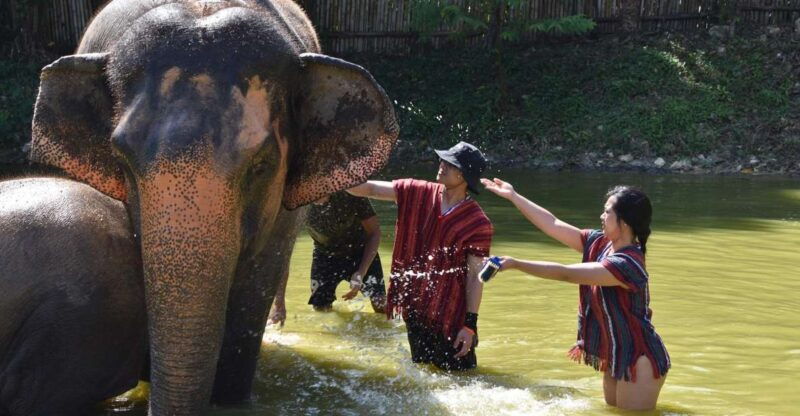 phuket-half-day-or-2-hour-ethical-elephant-care-sanctuary